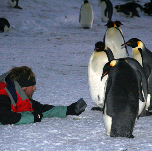 Encounter with Emperor Penguins at Terre Adélie, Antarctica